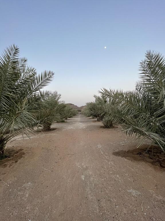 Alreef Farm - thumb 8