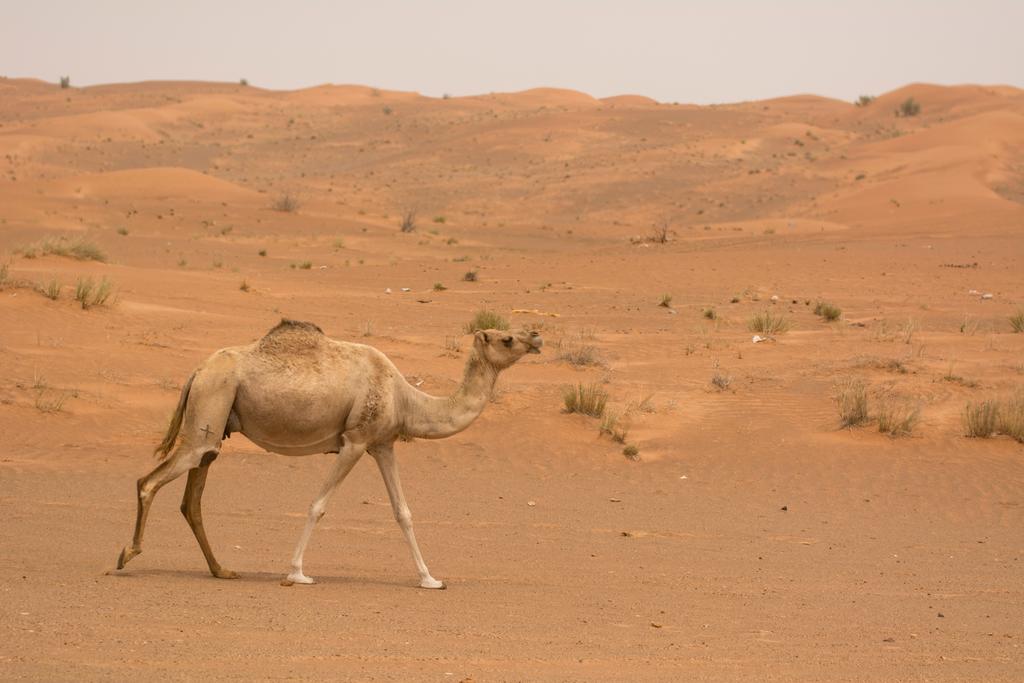 Mysk Al Faya Retreat - thumb 7