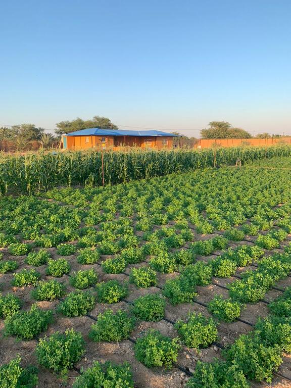 Sweihan Inn Farm - thumb 3