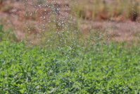 Sweihan Inn Farm Accommodation Dubai