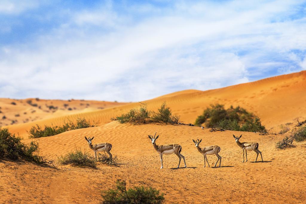 The Ritz-Carlton Ras Al Khaimah, Al Wadi Desert - thumb 4