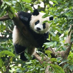 Chengdu Accommodation Dubai