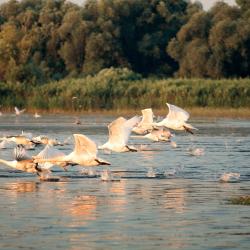 Danube Accommodation Dubai