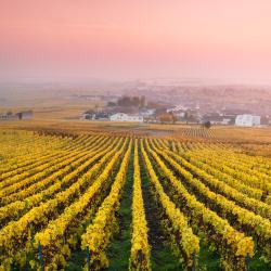 Champagne Accommodation Dubai