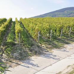 Tokaj Wine Region Accommodation Dubai