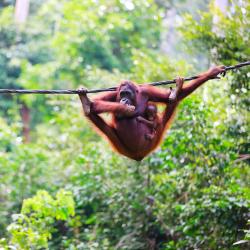 Borneo Accommodation Dubai
