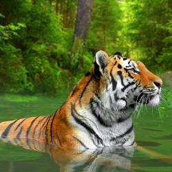 Sumatra Accommodation Dubai