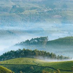 Munnar and Surroundings Accommodation Dubai