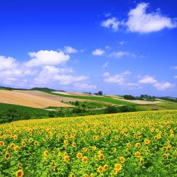 Hokkaido Accommodation Dubai