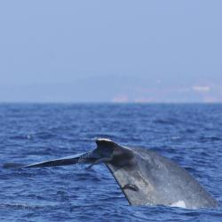 Whale Watching Mirissa, Mirissa Accommodation Dubai