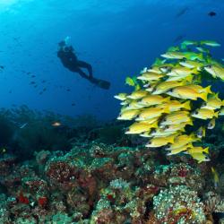 Dhaalu Atoll Accommodation Dubai