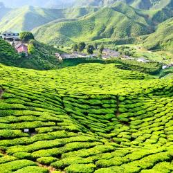 Cameron Highlands Accommodation Dubai