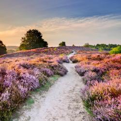 Veluwe Accommodation Dubai