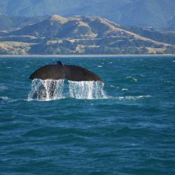 Kaikoura Accommodation Dubai