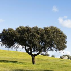 Alentejo Accommodation Dubai