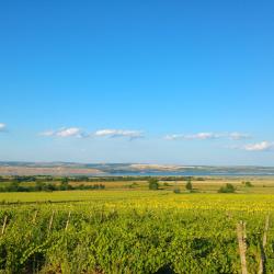 Bacău Accommodation Dubai