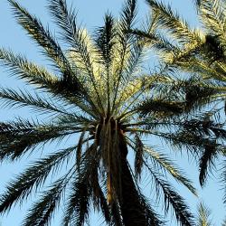 Tozeur Accommodation Dubai