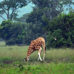 Mbarara Accommodation Dubai