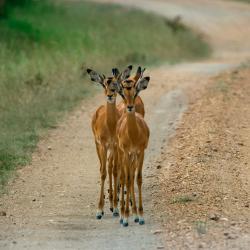 Mbarara Accommodation Dubai